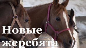 Деркульский конный завод пополнился 20 новыми жеребятами