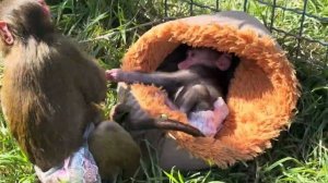 Анфиса стала очень хорошо относиться к Николь и малышка это чувствует, а Финик как всегда ❤️