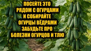 Посейте это рядом с огурцами! Урожай удивит, пожелтения и тли никогда не будет!