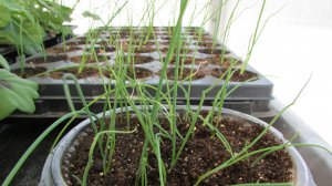 Посев лука Эксибишен и лука Порея на рассаду