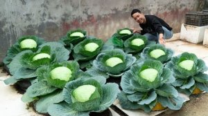 Превратите старую шину в очень простой огород для выращивания капусты. Выращивание капусты из семян