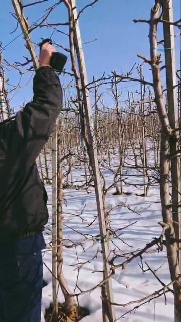 Ножницы просто сказка! Обрезка сада электросекатором.