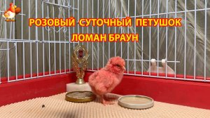Розовый суточный петушок Ломан Браун ждет переезда к девочкам курочкам