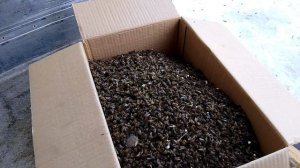 Много погибших пчёл? Как вы считаете?