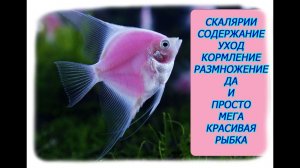 Все о СКАЛЯРИИ-содержание и уход в аквариуме