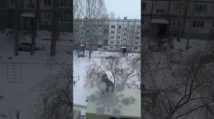 кормлю голубя