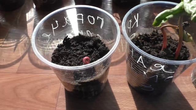 Всходы клещевины 11 марта