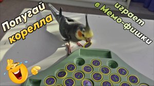 Ручной попугай корелла играет в Мемори)