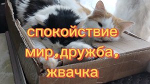 Спокойствие,мир,дружба,жвачка