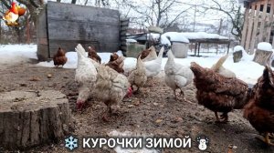 Куры зимой очень счастливы 🤗❄️⛄ (38)
