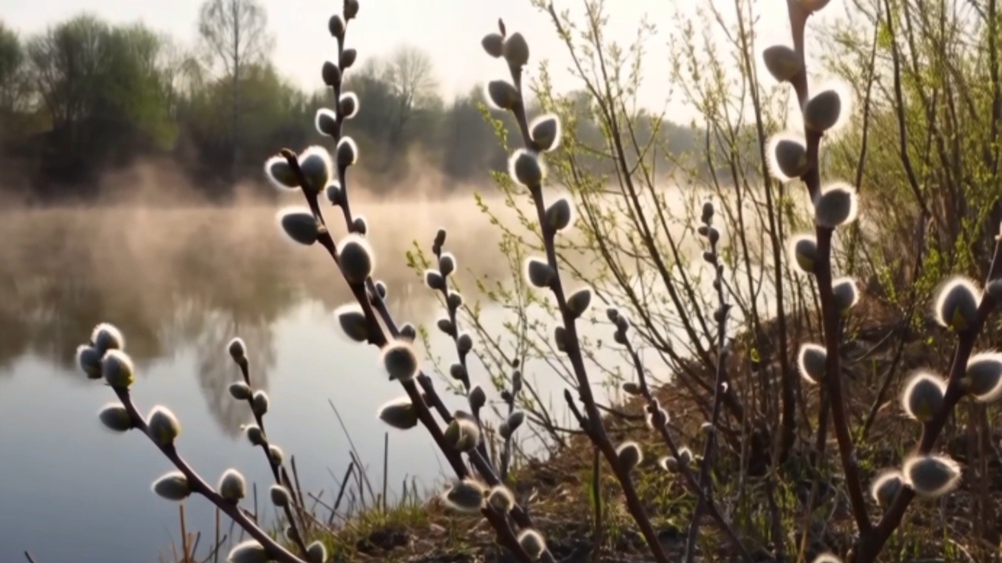 #Рассвет у реки #верба #дикаяприрода