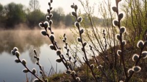 Рассвет у реки #утро #наберегу #утреннийтуман #красотаприроды #верба #уводы #весна #дикаяприрода