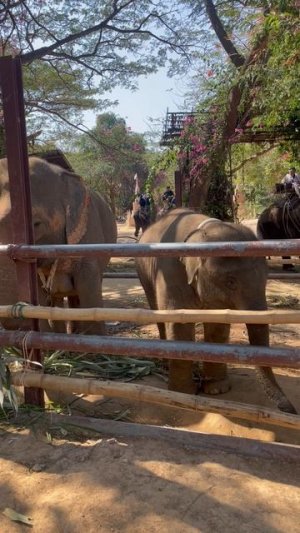 Деревня слонов в Паттайе ч.7