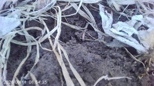 Слава Богу! Оказывается мёрзлая земля уже растаяла, и огород доступен к перекопке