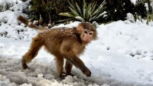 Вы только посмотрите КАК ГУЛЯЕТ ПО СНЕГУ Анфиса❄️🐒