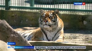 Весенние изменения в зоопарке: животные выходят из зимнего режима