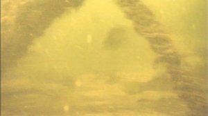 Судак стая Волга лето 9-11 м