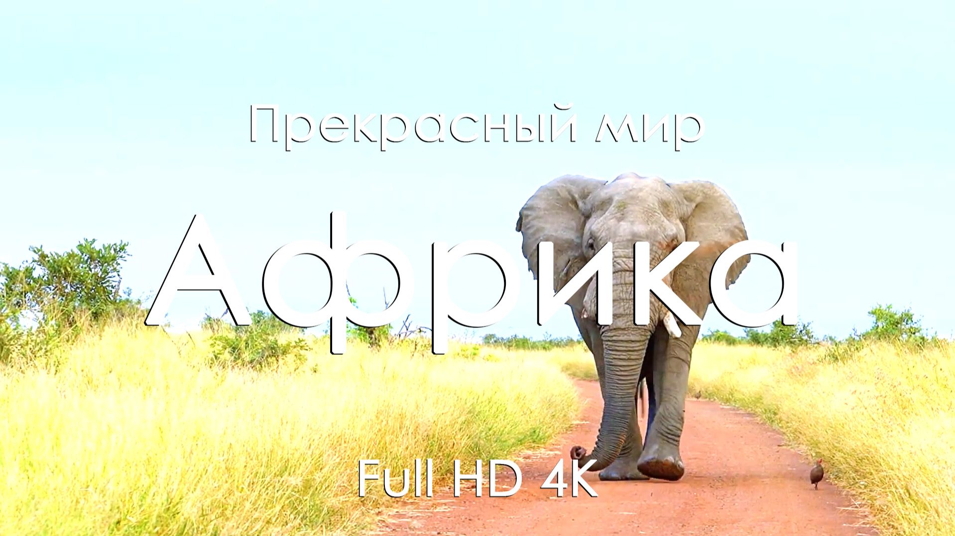 Африка 4K Full Ultra HD | Пейзажи природы и просторы континента