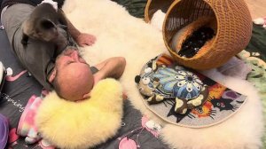 Николь  наконец-то дается Владу гладить, растет ЛЮБИМИЦА❤️