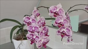 Обзор цветения орхидей в марте 2026 г.