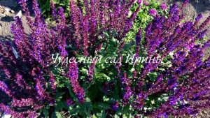 Шалфей дубравный New Dimension и Salvatore Blue