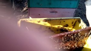 зимовка в изоляторе Миленина.часть 2.