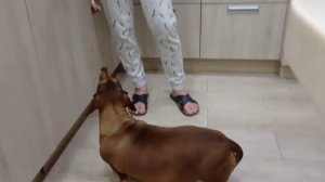 175 2021.02.15_23.42.21 Манька борется с лишним весом.