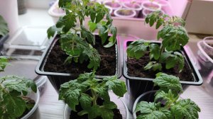 Посеяла томаты 🍅для теплицы💃💃💃 Перевалка горшечных томатов и гномов 😊 Сезон 2026