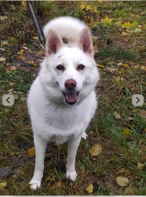 Помогаю с уроками