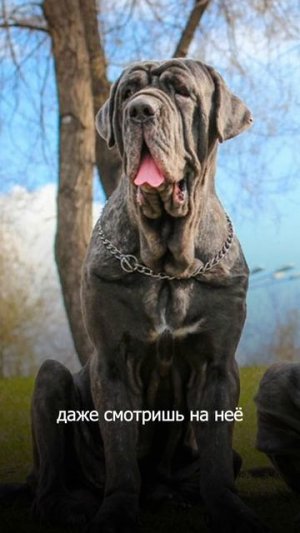 Первые применения собак в полицейской работе