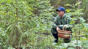 ПОХОД за ГРИБАМИ ЛЕТОМ. Грибы в августе