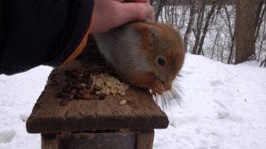 Дятел и белка. Зарисовка