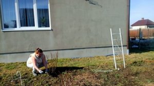 Потеплело / Обрезка Роз / Уборка /