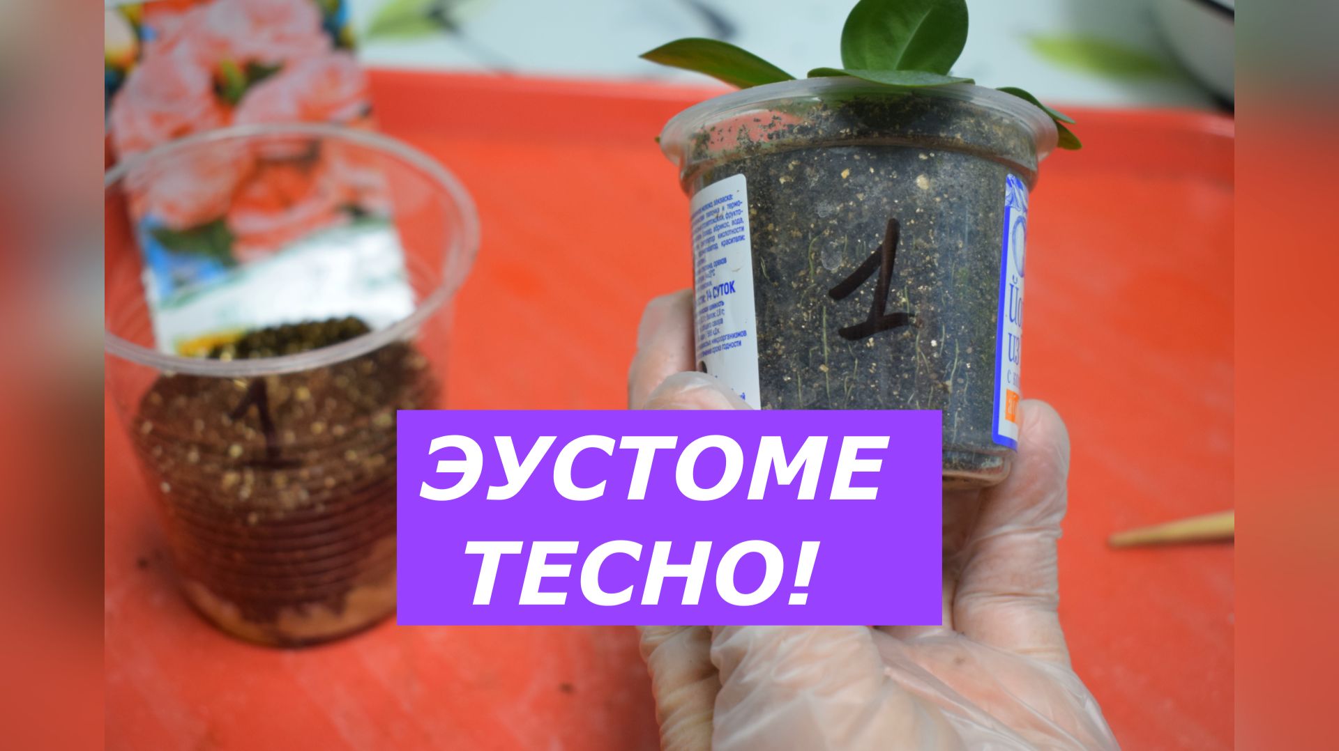 Вторая перевалка эустомы: пошаговый мастер-класс.