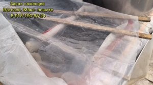 Посев рассады.  Моё не виноградное хобби...