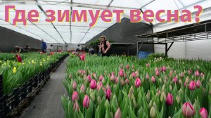 Где зимует весна? Секретная теплица с миллионом цветов к 8 марта