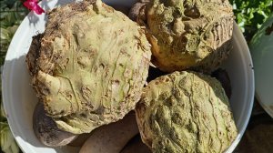 СЕЛЬДЕРЕЙ. СЕЮ.