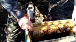 Первая зимовка двух малышей,в двух семейном содержании,считаю удалась.