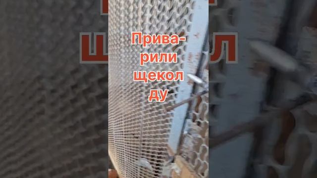 Щенки выросли