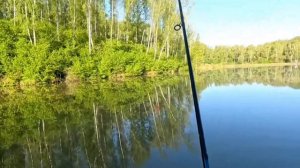 Зеркальный карп на поплавочную удочку.Кукуруза (6)