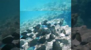 Обед в царском семействе ! Глаз не оторвать! Присоединяйтесь! Park Regency Sharm El Sheikh Resort!