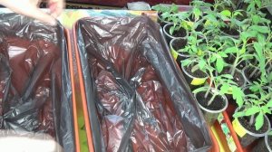 ПОСЕВЫ 2026-59.  При поливе рассады томатов - мусорный мешок вместо поддона.