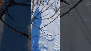 Зайцы погрызли яблони 😢