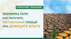 Экономика поля: как получить рентабельный урожай при дефиците влаги