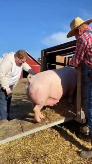 тоха купил свинья