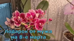 Просто живем.Замочила семена томатов.Какие томаты выбрала