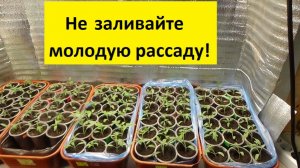 ПОСЕВЫ 2026-58.  О поливе молодой рассады томатов после пикировки.
