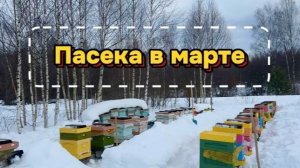 Пасека в марте 2026 в Костроме. Конец зимовки. Почти без потерь