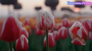 Тюльпаны.Релакс.