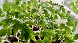 Пикировка томатов